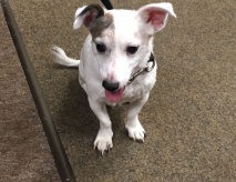 Fundhund sucht sein Herrchen